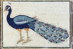 Pavo 64 x 44cm